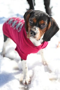 Dog wearing a sweater from dressbarn