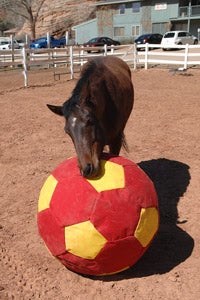 Horse playing with a large ball