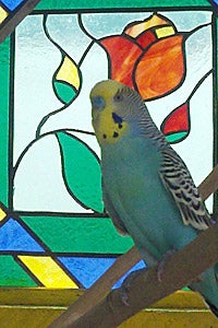 Adopted budgie (parakeet) named Jewel in front of a stained-glass window in the outdoor aviary