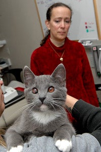 Dr. Susan Kirschner, a veterinary ophthalmologist, with a cat at Best Friends Animal Sanctuary