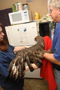  Man holding a red-tail hawk 