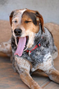 Samuri the once-overweight dog yawning