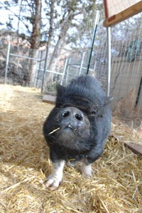 Scarlett Lilly the pig at Best Friends Animal Sanctuary