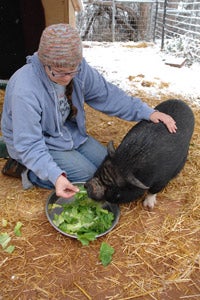 Scarlett Lilly the pig being fed lettuce by a caregiver