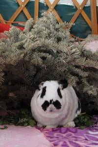 Rabbit sitting under a Christmas tree