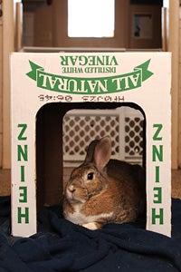 Rabbit in a box