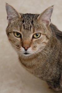 Tabby cat Spencer who has FIV