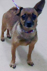 Adoptable Chihuahua dog from Davis County Animal Services