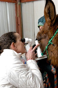 Dr. Susan Kirschner, a vet ophthalmologist, performing an eye exam on a large animal