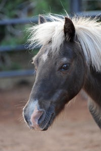 Toffee the Shetland pony