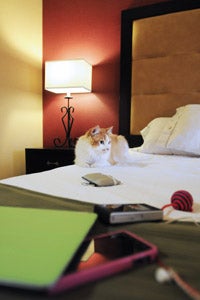 TJ the cat on a sleepover in a hotel room