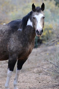 Fiona the shy horse when she first arrived at hte Sanctuary