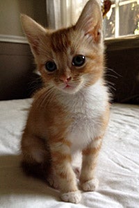 Adorable orange and white foster kitten