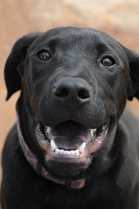 Black puppy named Monarch panting and smiling