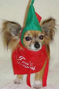 Rosa the Chihuahua, who was rescued from a puppy mill, wearing a Christmas outfit