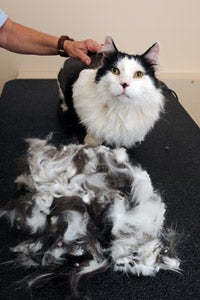 Black and white cat with a lion cut