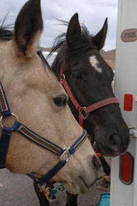 Riley the horse (left) who will get a prosthesis with another horse