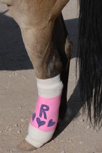 Riley the horse's bandaged leg