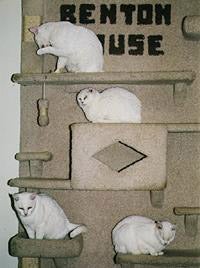 VE vintage whitecats2