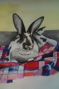 Another rabbit portrait by talented artist Courtney Link