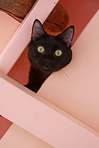 FeLV-positive black cat Mr. Jimmers