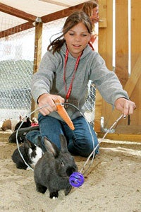 Trainer holding a carrot and a toy in front of a rabbit