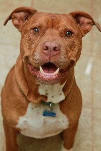 Brownish red pit bull named Screech