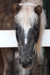 Sira the Shetland pony