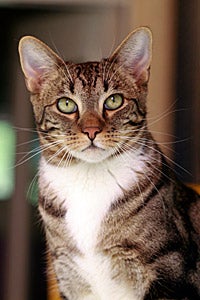 Cat who has feline leukemia