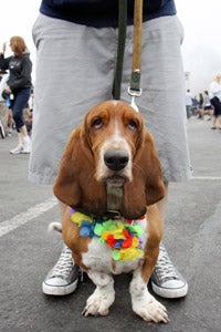 Basset hound dressed up for the Strut Your Mutt charity walk