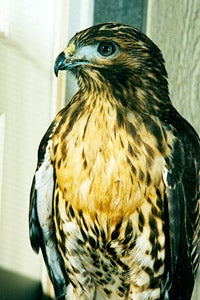 Young redtailed hawk