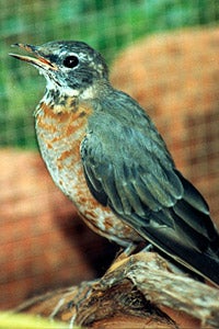 Young robin bird