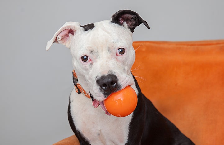 Bonnie Bella the pit bull with an orange ball in her mouth
