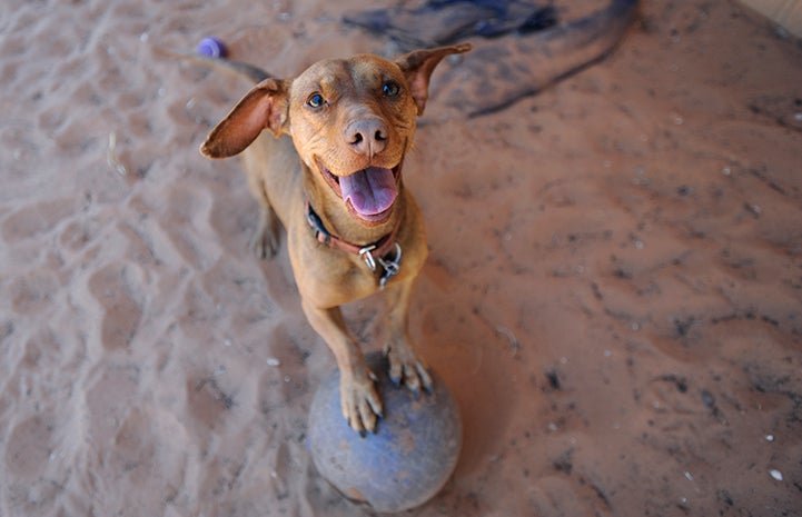 Drusilla the dog balancing on a ball