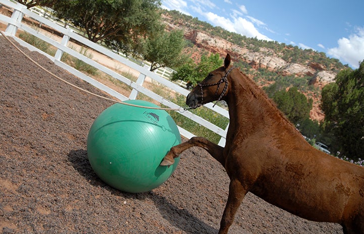 Curly Sue the horse playing with a giant ball