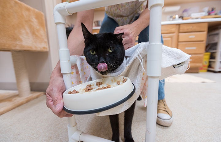 Duke's cart helps at mealtime as well