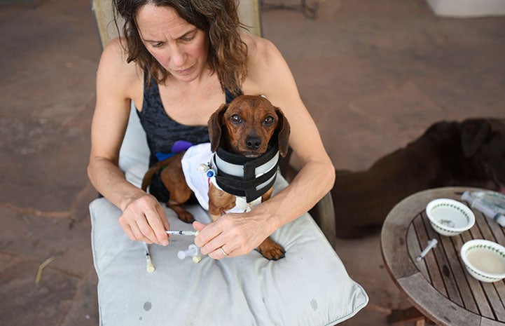 Dixon the dachshund with Dr. Patti