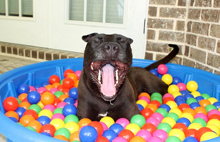 Ebony the pit bull terrier mix enjoying time in a kiddie pool full of balls