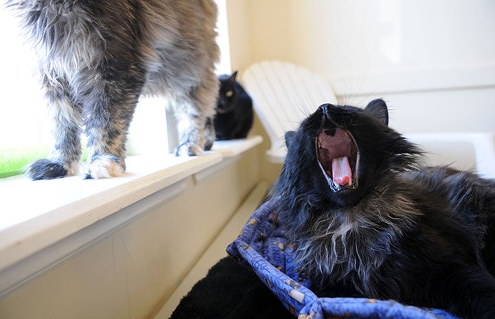 Keenan the cat yawning