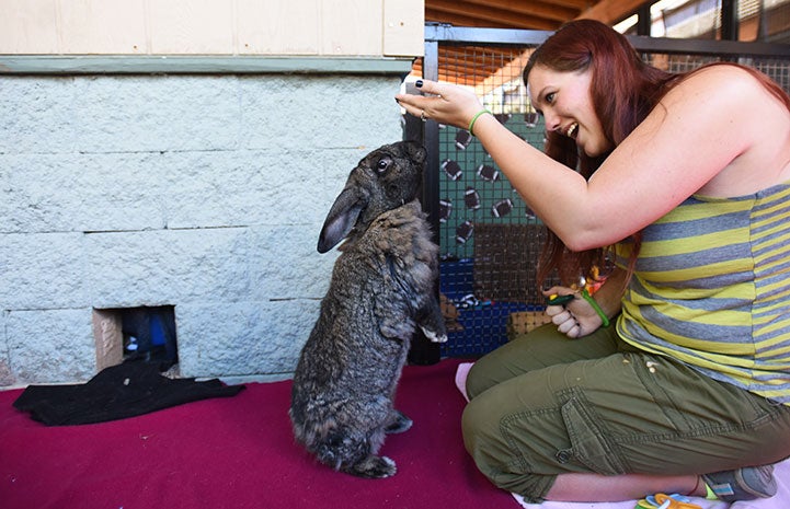 Flemish giant rabbit potty training sale