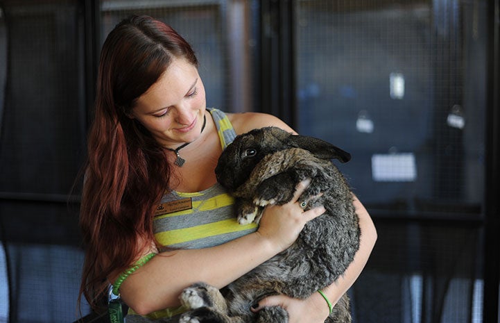 Caregiver Heather holding Bodie the Flemish rabbit