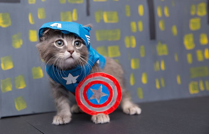 Kitten dressed up as Captain America