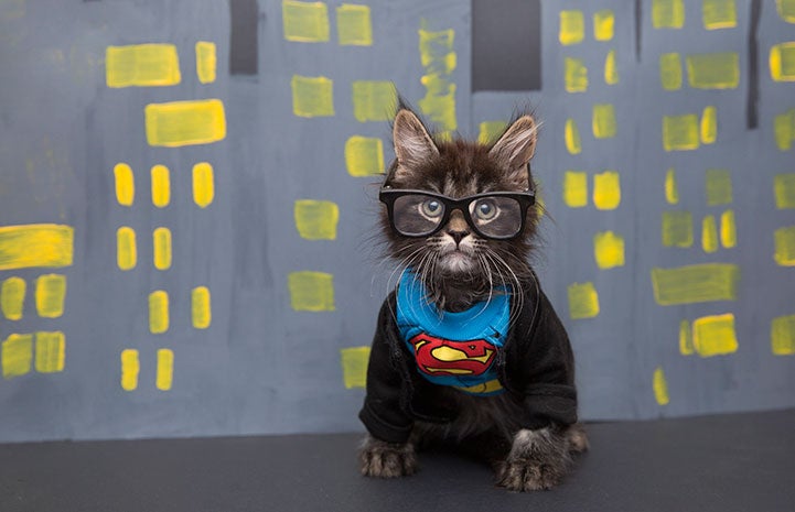 Kitten dressed up as Clark Kent