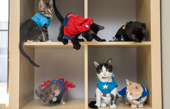 Kitten dressed up as superheros 