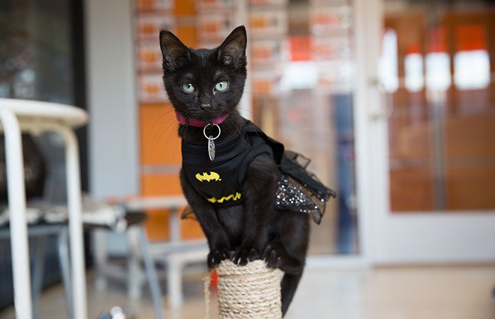 Kitten dressed up as Batman