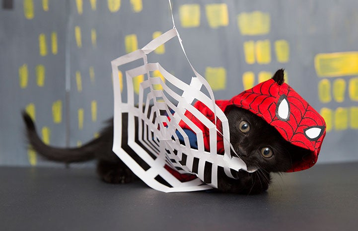Kitten dressed up as Spiderman