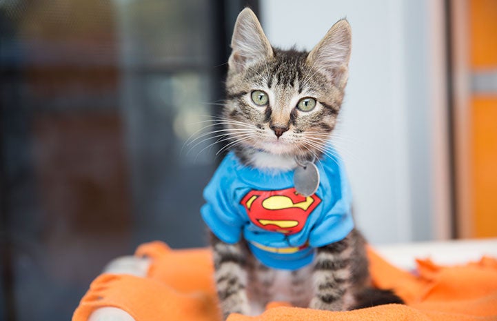 Kitten dressed up as Superman