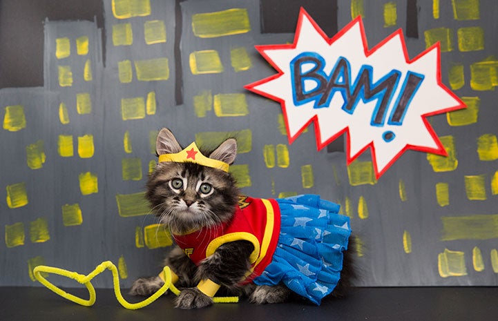 Kitten dressed up as Wonder Woman