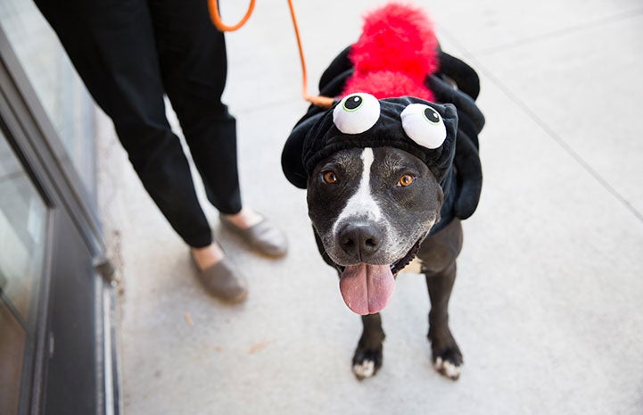 Dog in Halloween costume