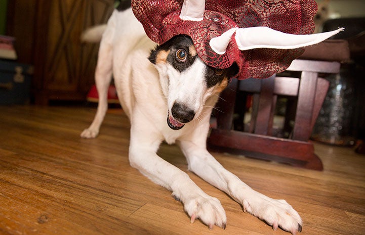 Haley the dog dressed up as a triceratops for Halloween